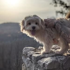 Meet your Posher, Albert